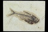 Fossil Fish (Diplomystus) - Green River Formation #129587-1